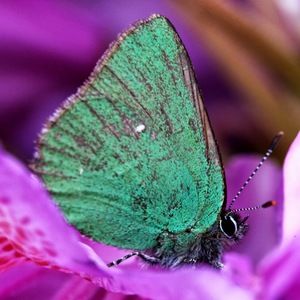 Meet your Posher, Jill